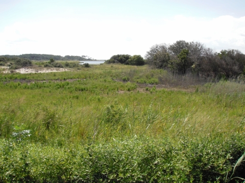 Bright green vegetation of various heights gives way to a small sandy hill and trees, with water in the far background.