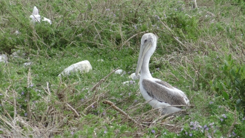 young brown pelican on Queen Bess