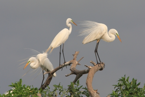 White long necked birds with white plumage in tree