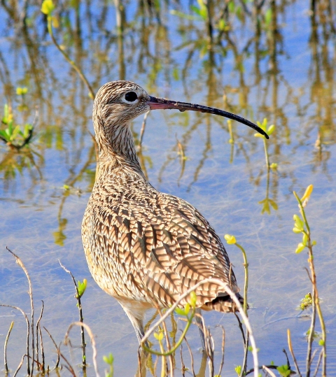 Long billed curlew in coastal marsh