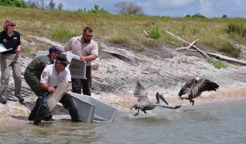 release of brown pelicans