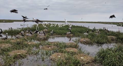 Nestin brown pelicans on Rabbit Island