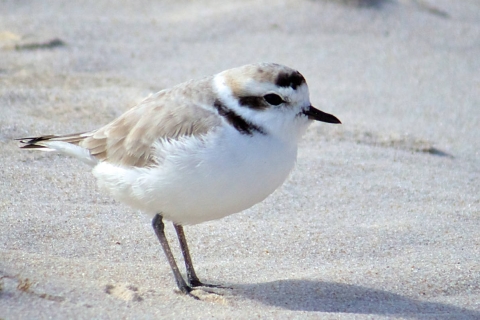 Snowy Plover at Bon Secour NWR
