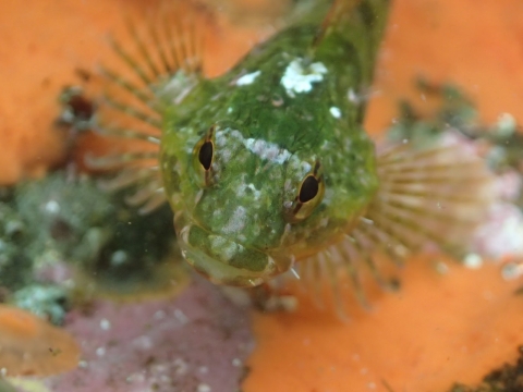Bright green fish, a sculpin, close-up in a tidepool with colorful orange and pink background.