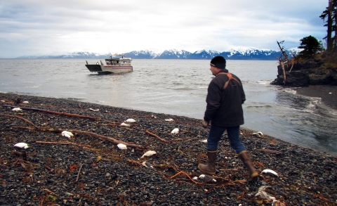 dead murres on beach in Prince William Sound Alaska
