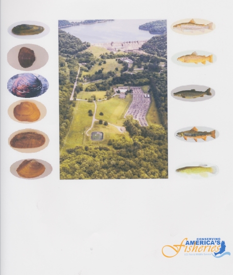 aerial species collage