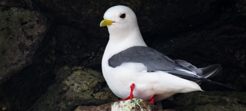 A Pribilof Islands special: Red-legged Kittiwakes. Most of the worldwide population (estimated at around 200,000) nests on the Pribilofs. This one was spotted on St. Paul Island 