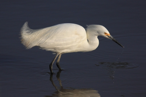 snowy egret
