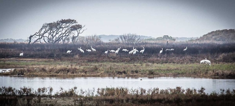 Tall, bright white birds feed over dark soil in a recently burned wetland