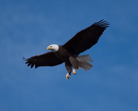 A bald eagle soaring at Occoquan Bay NWR