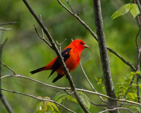 A Scarlet Tanager at Occoquan Bay NWR