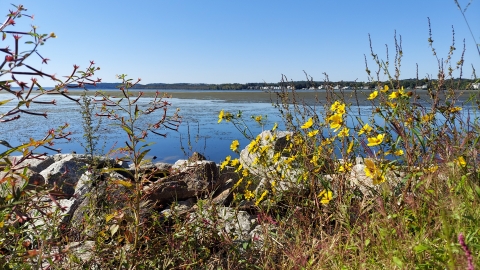 A photo of Occoquan Bay, framed by flowers