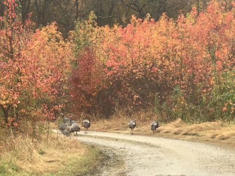 Wild turkeys on a trail at Occoquan Bay NWR