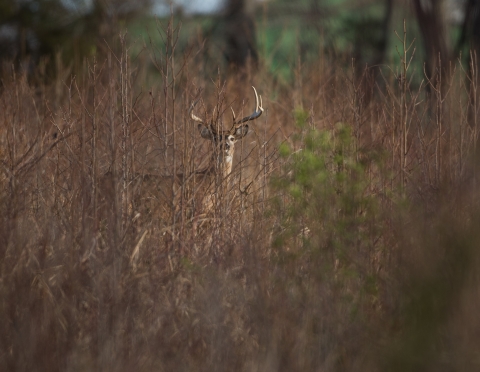 A deer looks into the camera at Occoquan Bay NWR