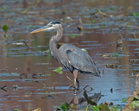 A Great Blue Heron wading through the wetlands at Occoquan Bay NWR