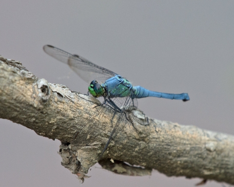 A blue dragonfly perched on a branch.