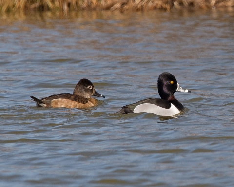 Two ring-necked ducks at Occoquan Bay NWR