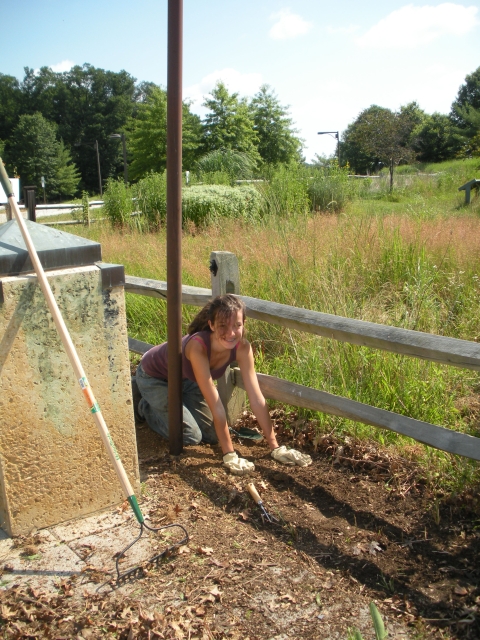 Volunteer moving mulch in a garden