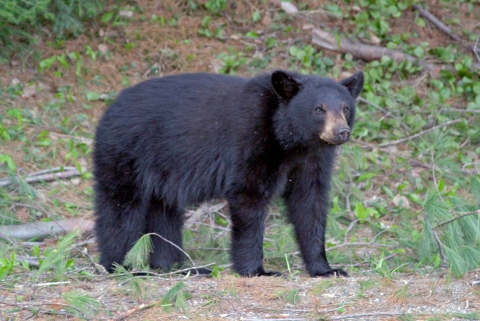 Black bear appearing in clearing