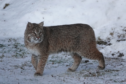 Bobcat at Pondicherry Division