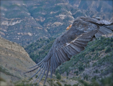 A California condor is seen just beginning to flap its wings as it flies from right to left in front of grassy, chaparral, and stratified canyons.