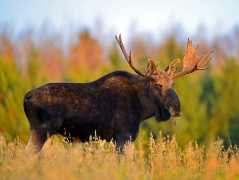 Moose at Nulhegan Basin Division