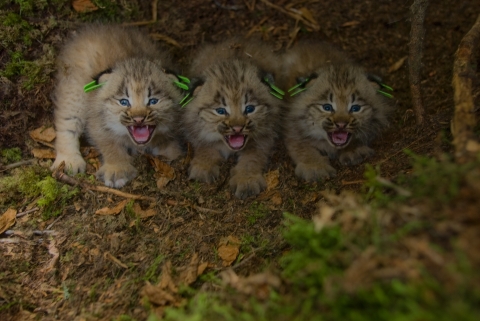 Canada Lynx kittens tagged for tracking in research