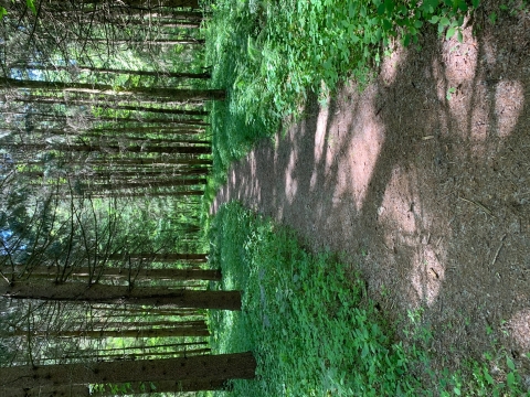 Hiking trail at Fannie Stebbins Refuge