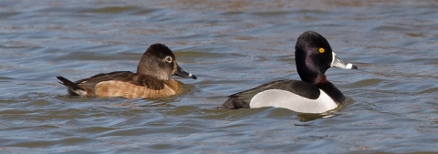 Ring-necked ducks swimming.