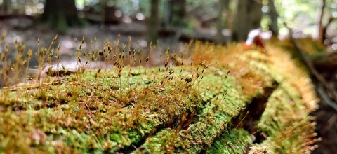 Blooming moss on a log at Mson Neck NWR