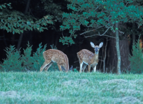 Two white-tailed deer fawns at Mason Neck NWR.
