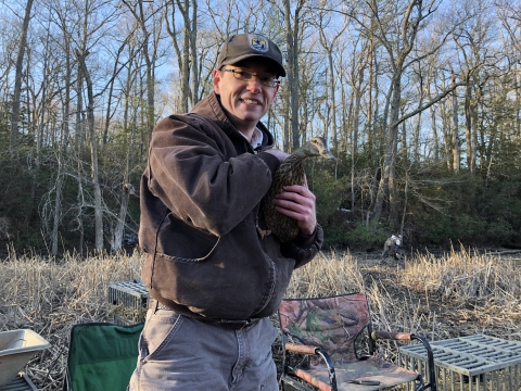 The Potomac River NWRC Biologist holds an American Black Duck.