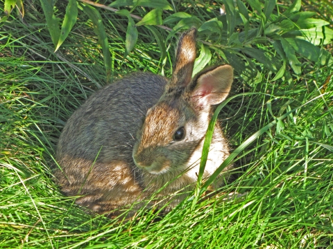 New England Cottontail in clearing