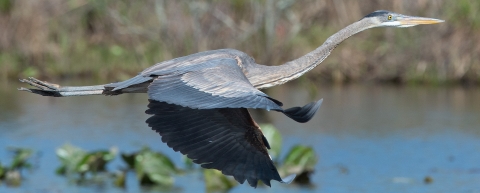 A Great Blue Heron in flight at Occoquan Bay NWR