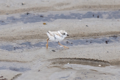 Piping plover chick