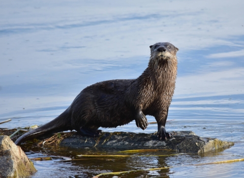 Curious river otter balanced on rock mid-stream