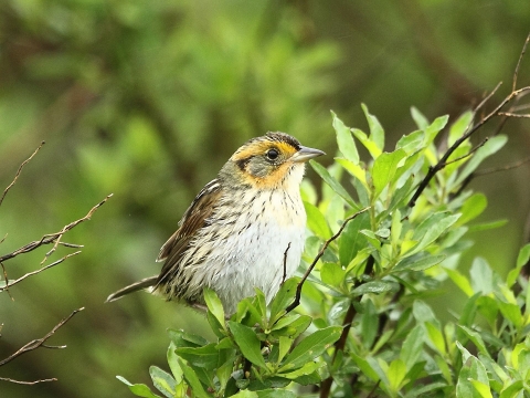Saltmarsh Sparrow perched on branches 