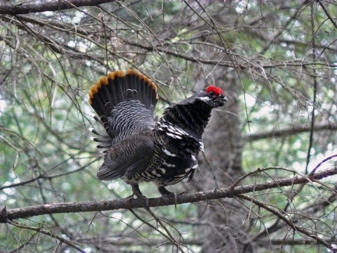 Spruce grouse perched on tree branch in dense woods of Moosehorn National Wildlife Refuge