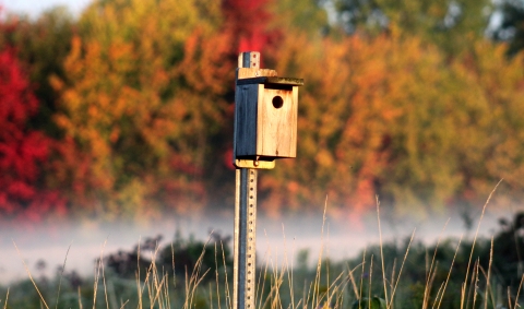 Bird House with fall foliage at Missisquoi NWR