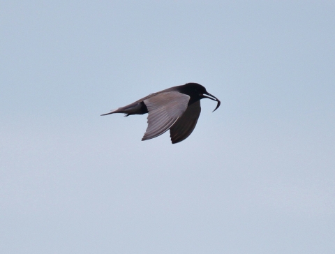 black tern flying with food