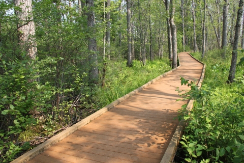 The boardwalk on the Discovery Trail at Missisquoi NWR