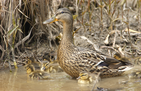 An American black duck with 8 chicks.