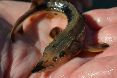 Lake sturgeon fingerling in a biologist's hand