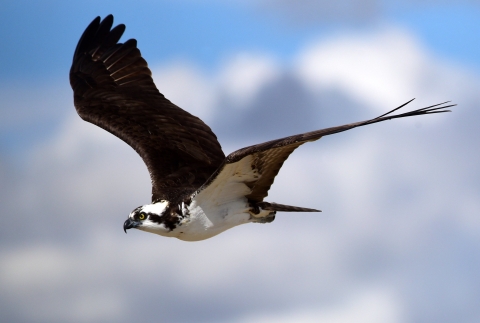 Osprey in flight