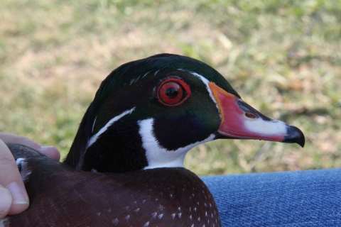 Wood duck in breeding plumage