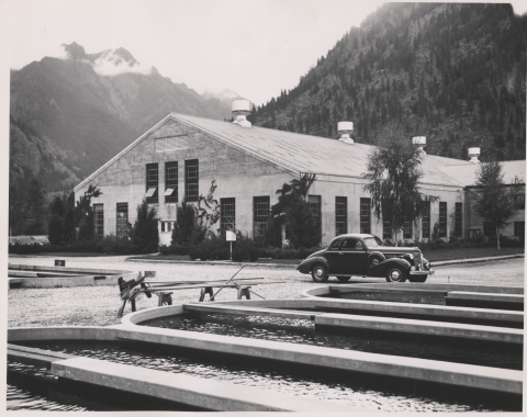 Black and white photo of oval shaped fish ponds, car, hatchery building, and mountains