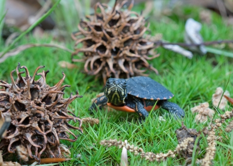A tiny painted turtle is dwarfed by grass and sweetgum seed pods.