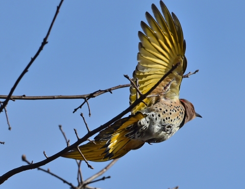 A northern flicker woodpecker takes flight, showing its bright yellow underwings. 