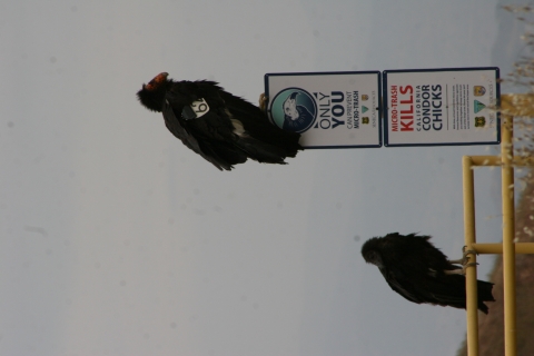 A California condor sits on a metal sign reading only you can prevent microtrash. down and to the left of the image is a condor chick sitting on a yellow metal gate.