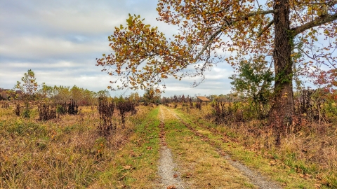 A dirt road cuts through a grassland. There is a large sycamore tree to the right.